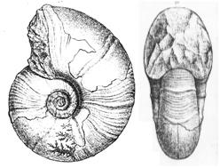 M. falcistriatus