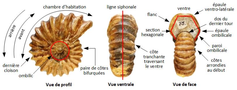 mensurations