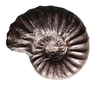 aegoceratoides profil