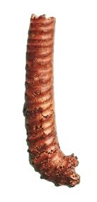 alternotuberculatum flanc