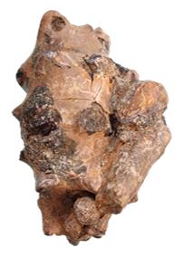 archiacianus ventre