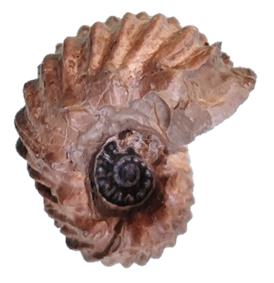 bullatus-2 profil