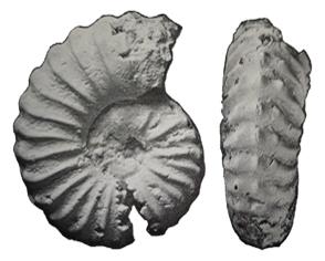 cotteri Destombes