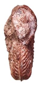 cristatum face