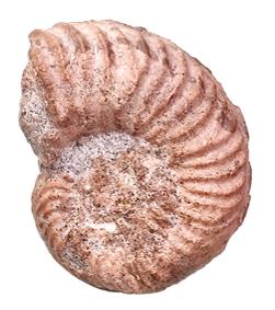 cristatum profil