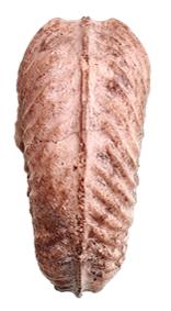 cristatum ventre