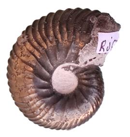 densicostata profil
