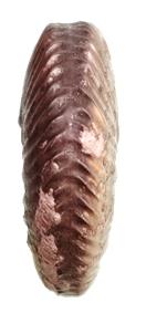 densicostata ventre