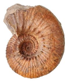 clementinum subadulte profil
