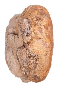 clementinum subadulte ventre