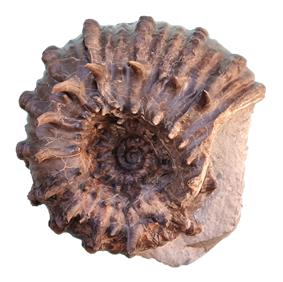 inaequinodum epineux profil