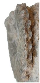 glaber ventre