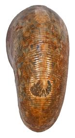 goretophylloceras