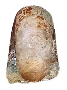 latidorsatum-inflatum ventre