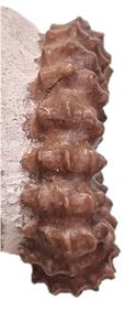 lyelli extra ventre
