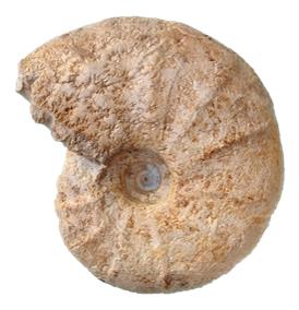 marcianus profil