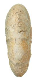 marcianus ventre