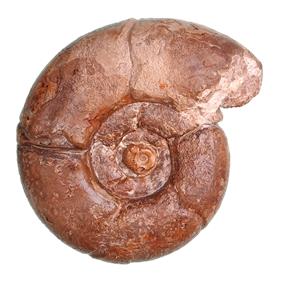 mayoriana profil