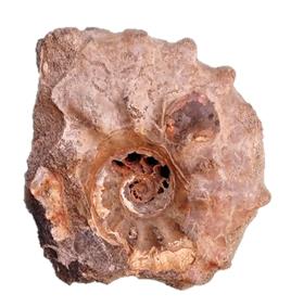 michelinianus profil