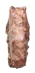 michelinianus ventre