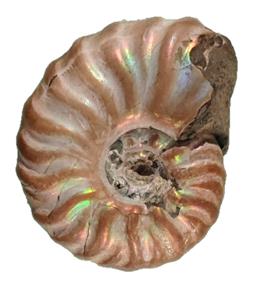 moretella profil