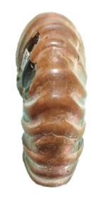 moretella ventre