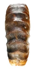 orientalis ventre