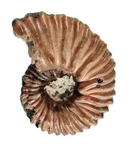plesiotypicus