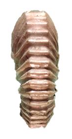 plesiotypicus ventre