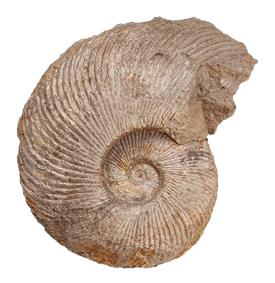 powelli profil