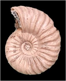 schrammeni profil