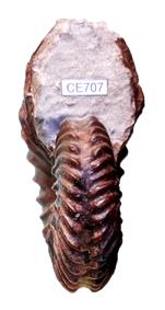 spathi-3 face