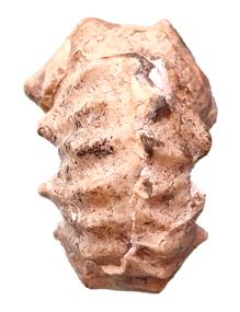 subtetragonum ventre