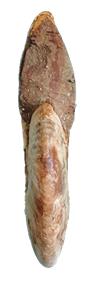tenuicostulatum face