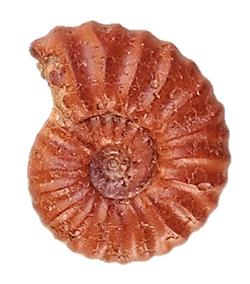 versicostatum profil