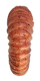 versicostatum ventre