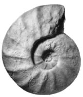 eopachydiscus-2