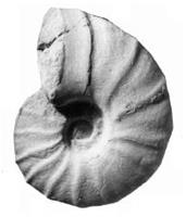 eopachydiscus