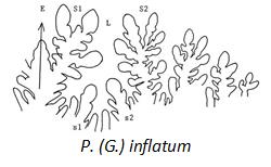 suture inflatum