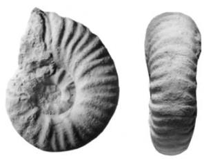moretella