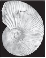 neodeshayesites-biplicatus