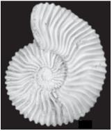 neodeshayesites columbianus