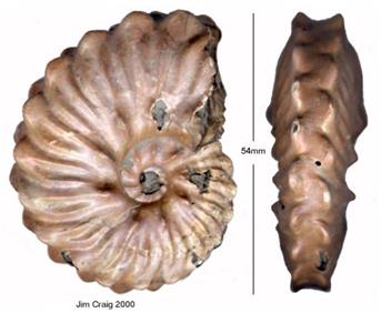 parkinsoni