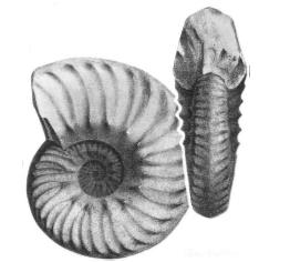 pleurohoplites