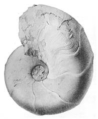 Pseudouhligella