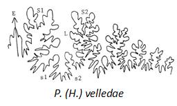 suture velledae