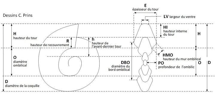 mensurations