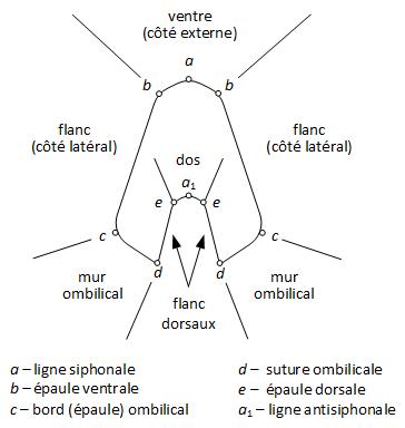 section-1