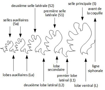 suture-1