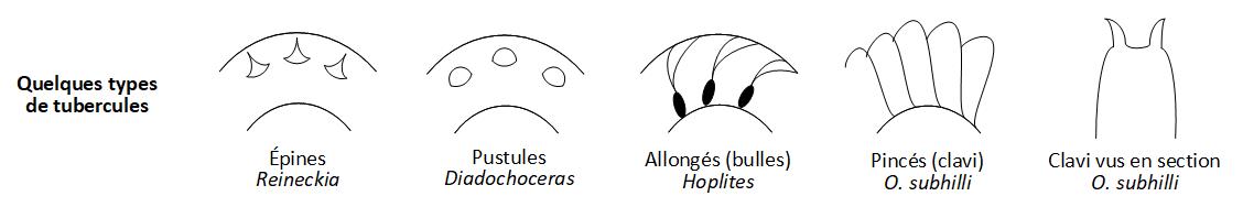 tubercules